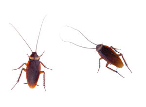 Cover photo for Creating a Healthy Home Step 5: Get Rid of Pests