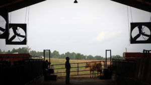 A farmer looks around inside a dairy barn, framed by the opening of the barn with a cow and open field in the background.